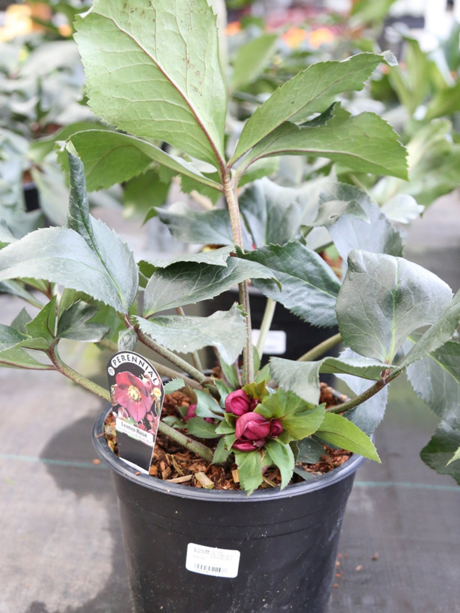 Hellebore Ice N' Roses Red 1G